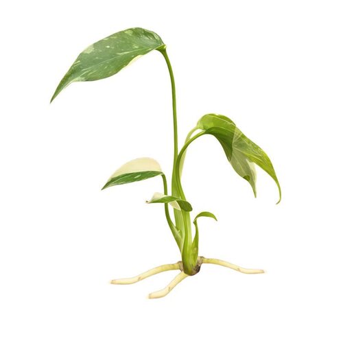 泰国网红ins洒金龟背竹苗优质棉特色绿植办公室净化空气