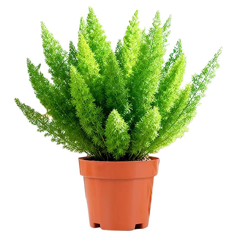 狐尾天门冬盆栽绿植地栽大苗花卉室外庭院阳台植物四季绿植造景