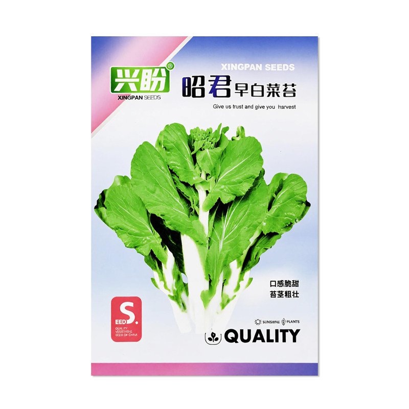 兴盼昭君早白菜苔种子