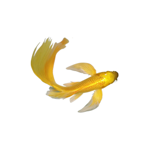 纯种黄金龙凤锦鲤长尾锦鲤活体观赏鱼黄金锦鲤鱼淡水冷水金鱼好养