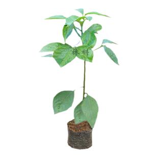 秋枫树苗茄冬苗重阳木秋风子红桐过冬梨朱桐树乌杨绿化名贵药材