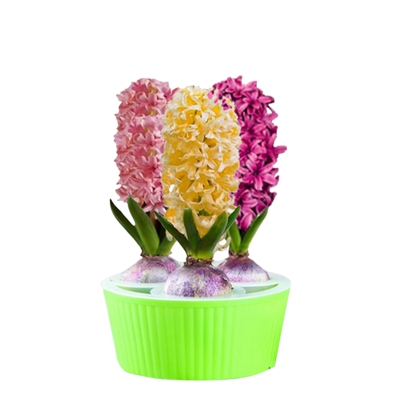 进口风信子种球水培花卉植物盆栽