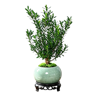 【全网花卉绿植热销10W+】