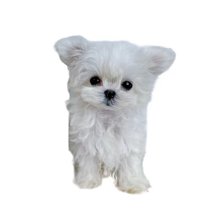 马尔济斯韩版小体上海秋名山幼犬