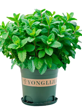 【全网热销10W+】大盆薄荷盆栽
