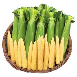 新鲜甜玉米笋9斤迷你小玉米芯仔蔬菜嫩玉米棒水果玉米批发包邮10