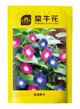 史丹利精选牵牛花种子花色纯正