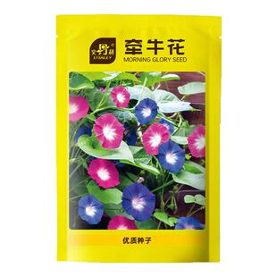 史丹利牵牛花种子四季播种阳台室外庭院爬藤花卉盆栽混色喇叭花籽