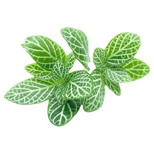 新鲜绿网纹草 摆盘花草 私房冷菜摆盘搭配 酒店西餐日料摆盘装饰