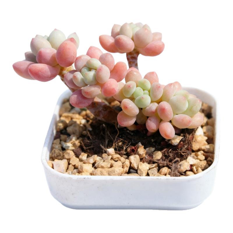 达芙妮 洛可可 小多肉植物迷你可爱萌多头群生老桩肉肉果冻马卡龙