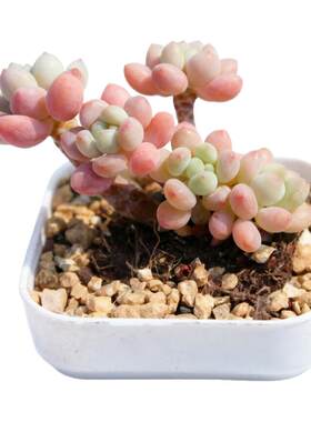 简单达芙妮洛可可多肉植物