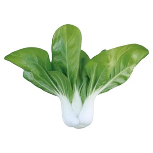 黄鹤437白梗菜种子奶白菜上海青孑菜蔬菜小油菜种籽四季苏州