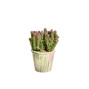 钱串子多肉植物阳台小盆栽喜庆可爱绿植花卉耐旱植物桌面小绿植