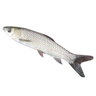 大草鱼苗淡水好养殖可食用草鱼四大家鱼鲩鱼半斤特大青鱼活体鱼苗