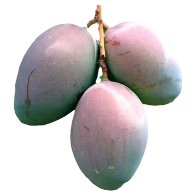 金叹凯特芒个大皮薄爆甜多汁