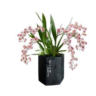 【10支花剑】梦香文心兰盆栽冬带花苞名贵特香水兰花精品植物室内