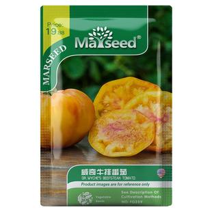 【新品推荐】进口威奇牛排金黄色番茄种子西红柿蔬菜水果高产种籽
