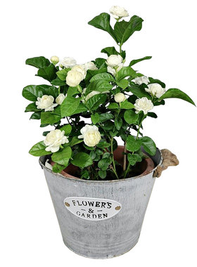 天狼茉莉花室内易养浓香木本植物