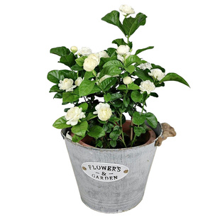 天狼茉莉虎头茉莉宝珠茉莉室内易养观赏性常绿木本植物花卉盆栽苗