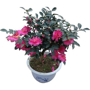 茶梅花苗盆栽四季红茶梅球树小玫瑰财神朝仓老桩大苗景阳台带花苞