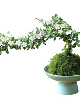 苔藓球六月雪水培微景观室内盆栽