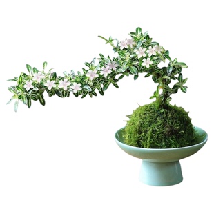苔藓球六月雪盆景水培植物造型迷你微景观小型绿植室内桌面小盆栽
