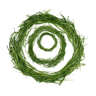 烘干箱装燕麦草国产精选荷兰猪小宠物兔龙猫粮食物牧草含箱800g