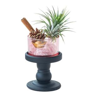 肉桂生财空气凤梨室内桌面盆栽 好养绿植 收银台前台摆件创意礼物