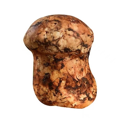 云南香格里拉松茸新鲜新鲜野生菌