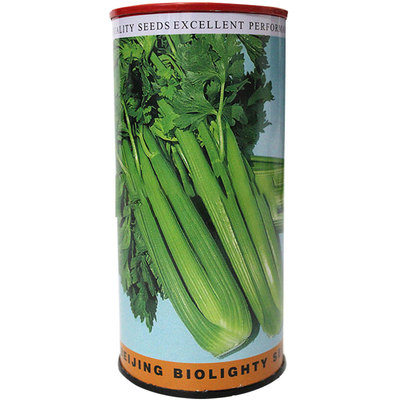 美国高产老品种芹菜苗