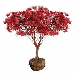 日本红枫庭院树苗四季红矮桩红舞姬风景大树别墅室外耐寒地栽植物