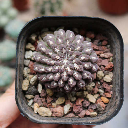 紫豹头玉仙人球稀有进口紫色无刺开花好养仙人掌多肉阳台小盆栽