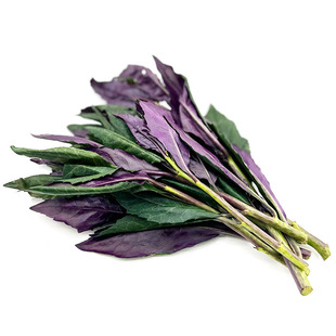 紫贝菜新鲜紫背天葵血皮菜食用观音菜农家时令野菜凉拌炒食火锅菜