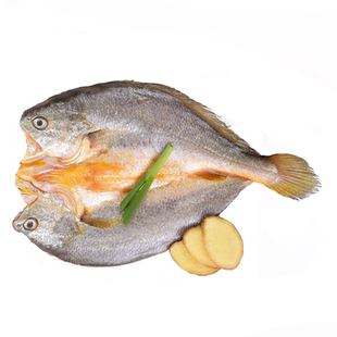 福建宁德霞浦特产黄鱼鲞黄瓜鱼淡晒大黄鱼鲞干  顺丰包邮