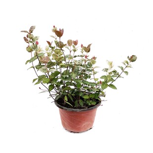 海蒂的花园花叶络石四季常绿好养观叶垂吊植物阳台室内绿植盆栽苗