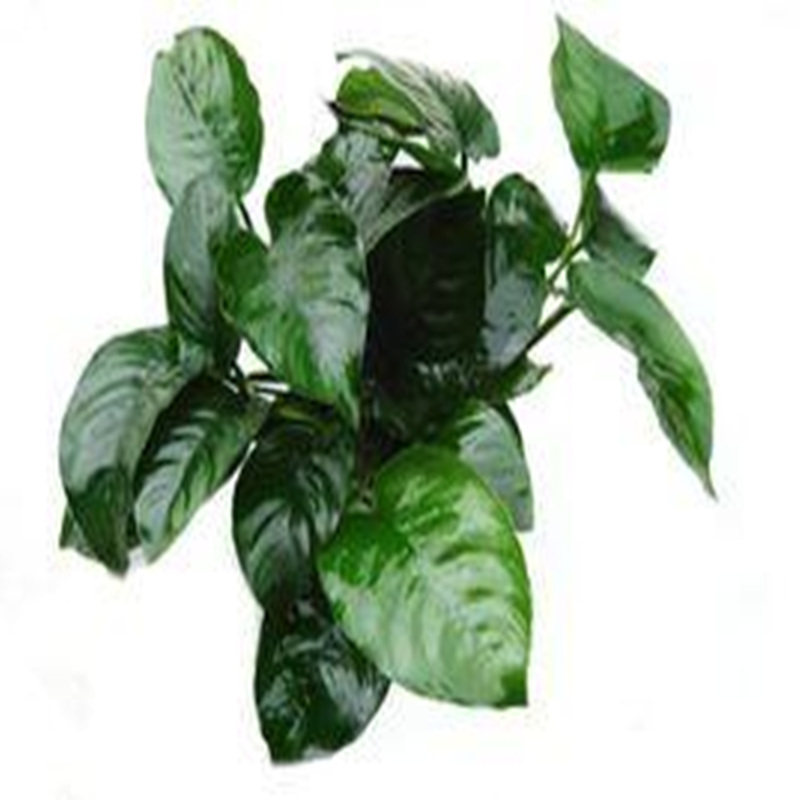 大水榕阴性新手水草后景大榕水草鱼缸植物造景沉木水族景热带包邮