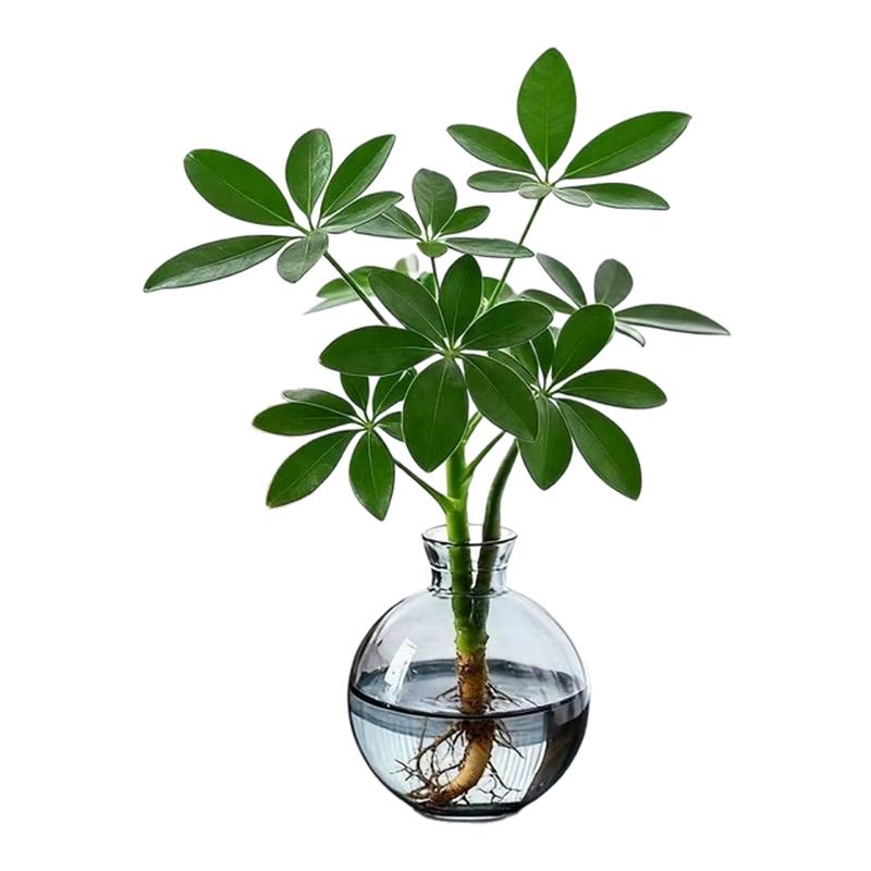 鸭脚木水培植物室内绿植含玻璃瓶净化空气好养活