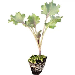 【羽衣甘蓝苗】羽衣甘蓝苗秧高产耐寒蔬菜女王绿粉紫羽衣四季蔬菜