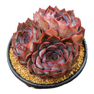 暗冰多肉粉多肉紫珍珠群生易养活易上色精品红色多肉办公室阳台花