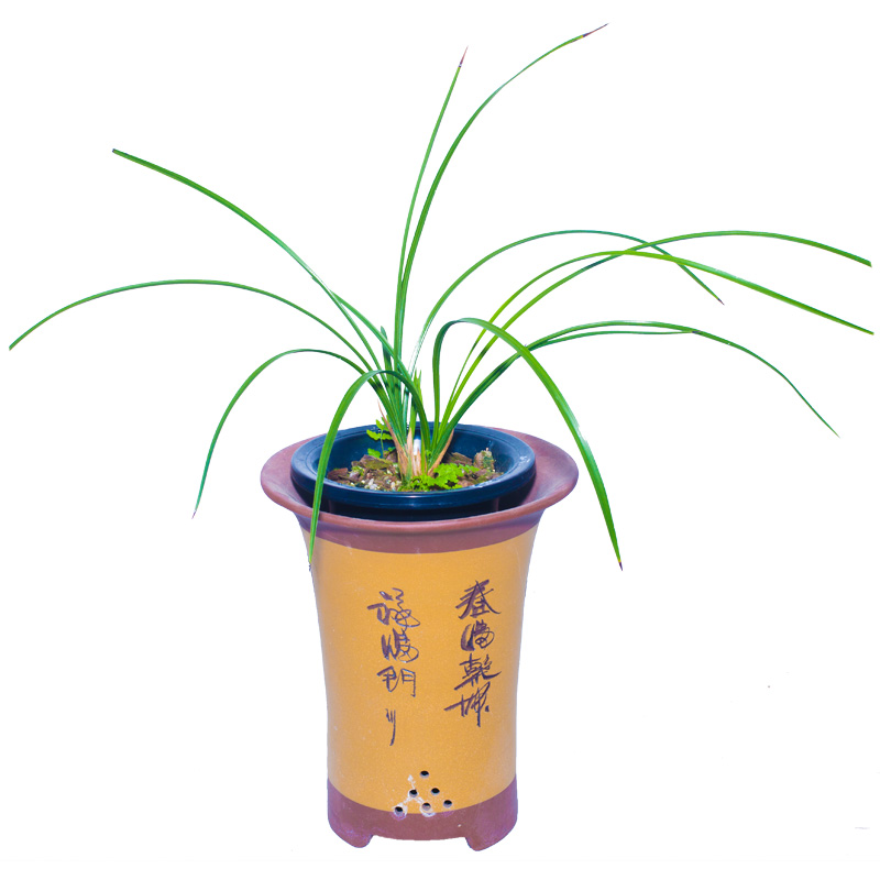 【荡字】兰花惠兰名贵盆栽花卉绿植物浓香型兰花苗带花苞室内细叶