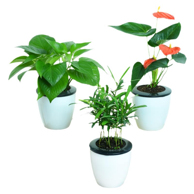 绿色发财树水培小植物绿萝