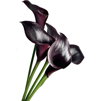 彩色马蹄莲鲜花基地新鲜直发