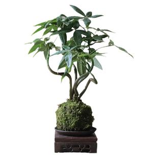 发财树苔藓玉球中式禅意办公室客厅茶桌水培好养绿植盆栽四季常青