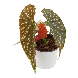 粉旗鱼秋海棠  网红室内绿植盆栽