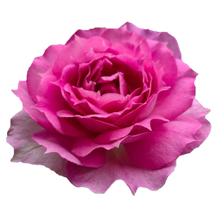 天方夜谭月季花四季浓香灌木大花苗阳台盆栽庭院地栽切花玫瑰欧月