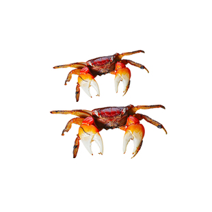 相手蟹观赏蟹活体桌面爬宠淡水螃蟹水果蟹相守蟹水族清洁工宠物蟹