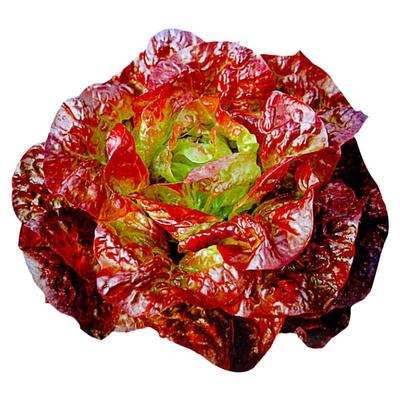 蔬菜奶油咖啡四季生菜