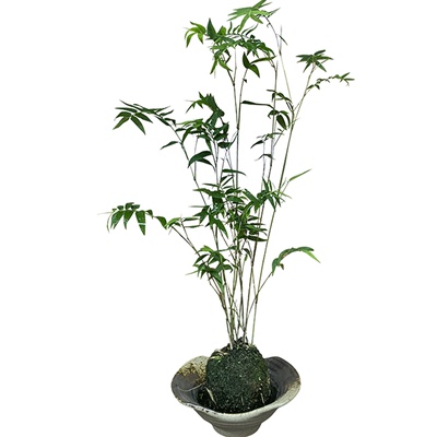 米竹观音竹盆栽凤尾竹耐阴植物