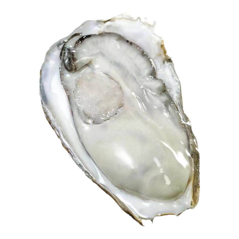 生蚝鲜活青岛海蛎子5斤带箱海鲜生蚝