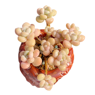 一物一拍洛可可鱼子酱大群精品贵货多肉植物老桩花卉直播向阳派